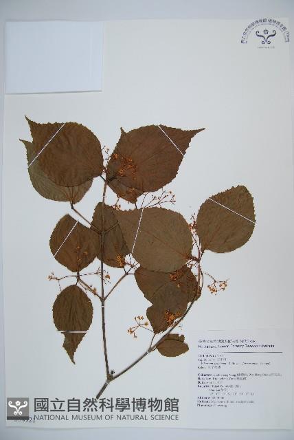 紅子莢迷藏品圖，第1張