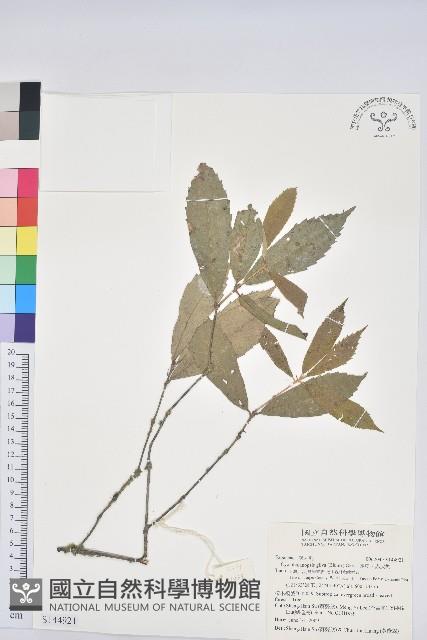 赤皮、赤皮椆藏品圖，第1張