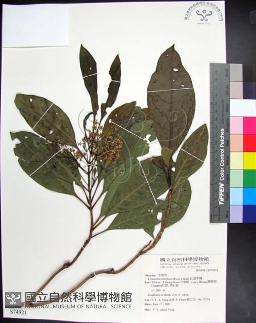 紅頭李欖, 蘭嶼李欖藏品圖，第1張