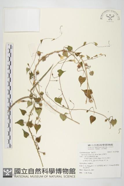 野牽牛藏品圖，第1張