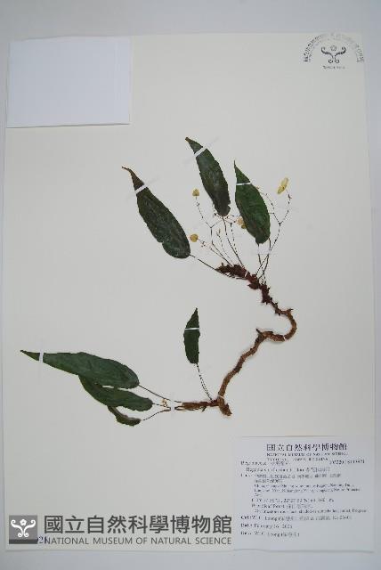 多花秋海棠藏品圖，第1張