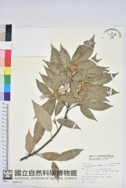 叢立孔雀椰子藏品圖，第1張