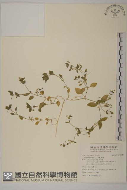 繁縷藏品圖，第1張