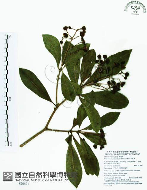 七里香、台灣海桐藏品圖，第1張