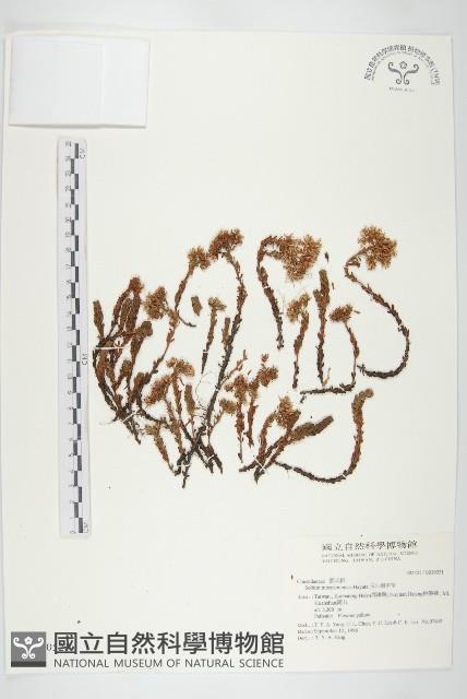 玉山佛甲草藏品圖，第1張