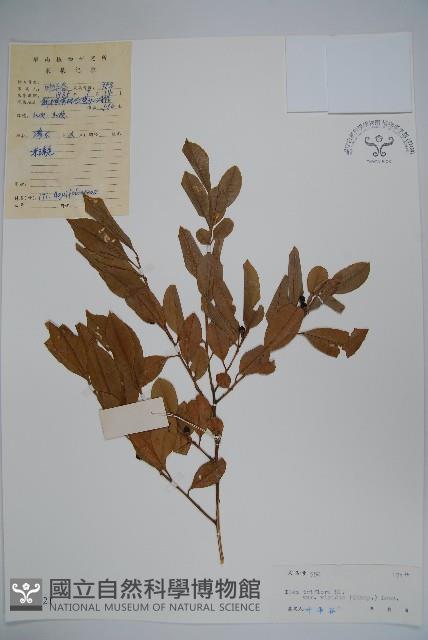 亮葉冬青藏品圖，第1張