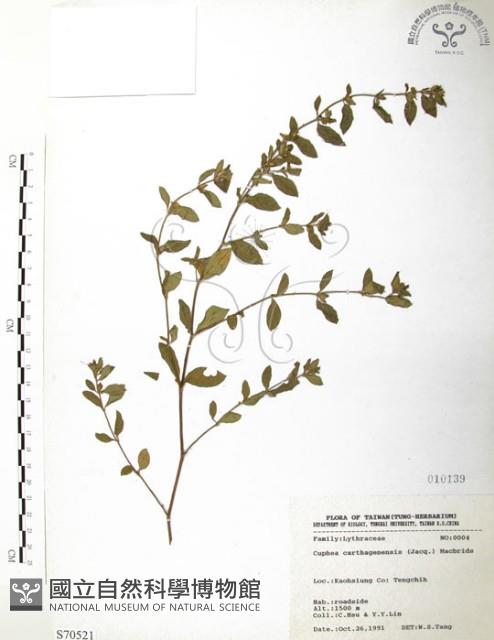 克非亞草藏品圖，第1張