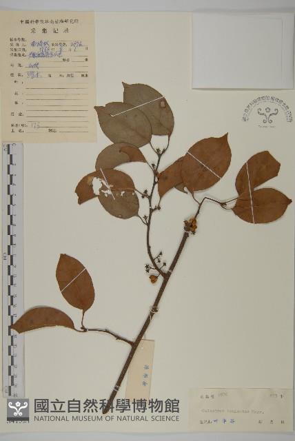 過山楓藏品圖，第1張