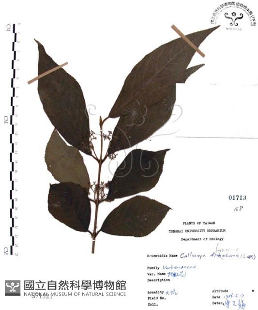 杜虹花，台灣紫珠藏品圖，第1張