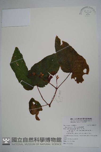 圓果秋海棠藏品圖，第1張