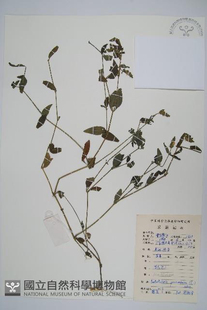 爵床、六角英藏品圖，第1張