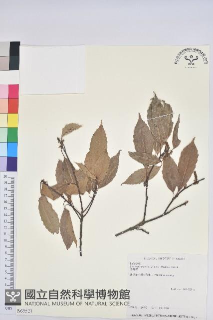 青剛櫟、鐵椆藏品圖，第1張