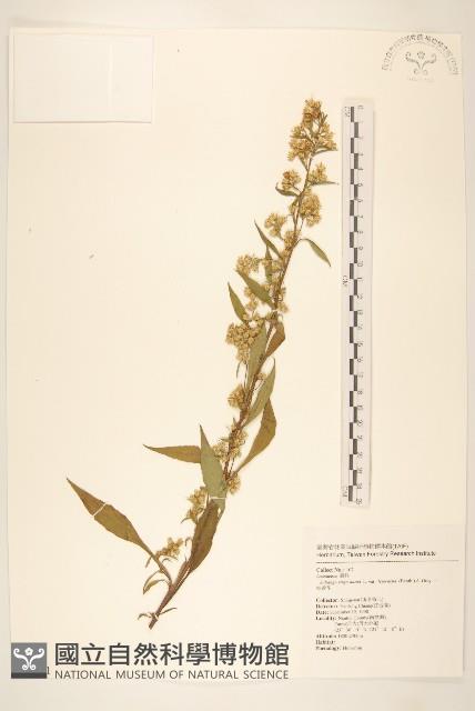 一枝黃花藏品圖，第1張