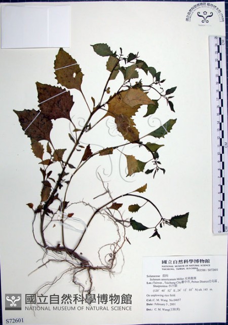 光果龍葵藏品圖，第1張