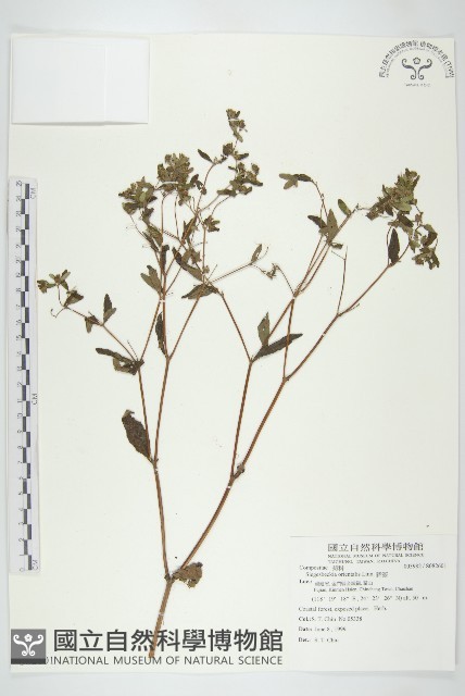 豨簽藏品圖，第1張