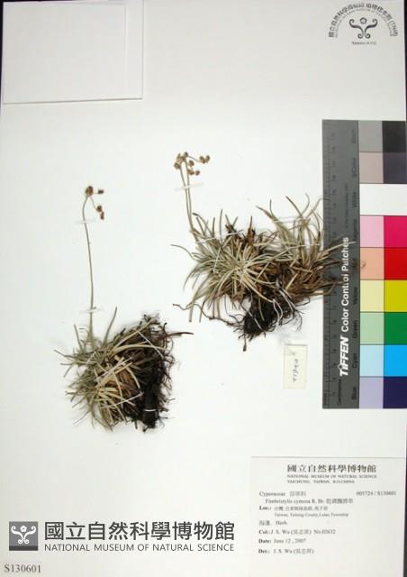 乾溝飄拂草藏品圖，第1張