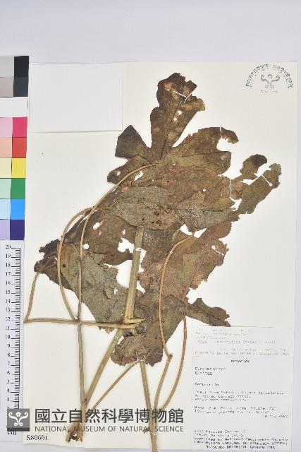 登錄號:S080601藏品圖，第1張