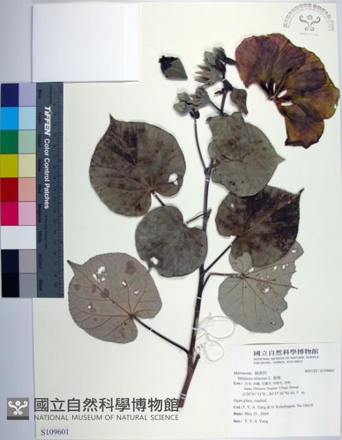 黃槿藏品圖，第1張