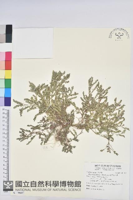 疣果葉下珠藏品圖，第1張