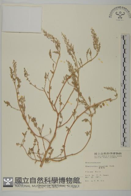 水社柳藏品圖，第1張