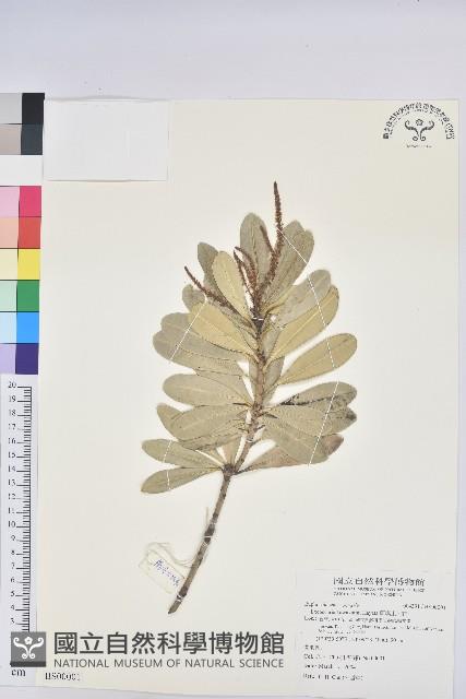 爵床藏品圖，第1張