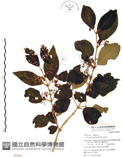 杜虹花，台灣紫珠藏品圖，第1張