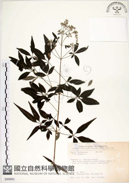 黃荊藏品圖，第1張