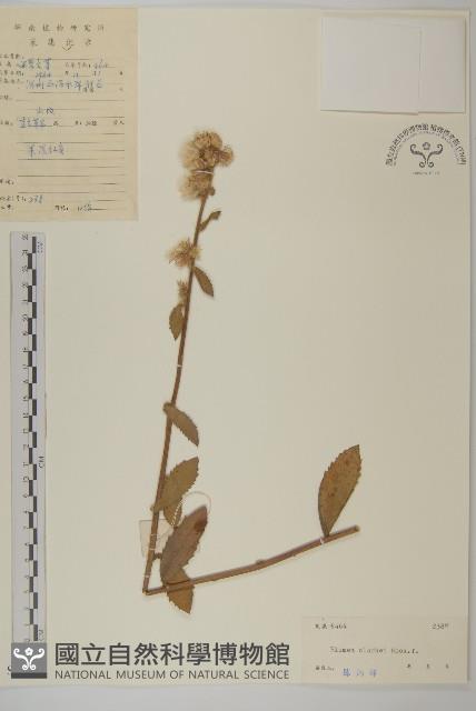 七里明艾納香藏品圖，第1張