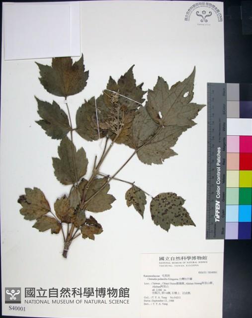 台灣牡丹藤、台灣草牡丹藏品圖，第1張