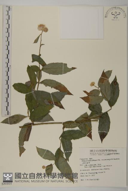 大頭艾納香藏品圖，第1張