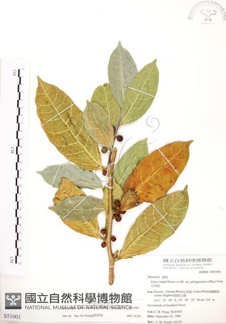 白肉榕藏品圖，第1張