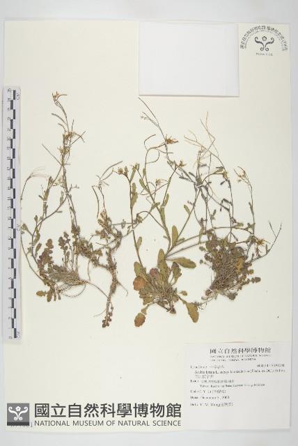 玉山筷子芥藏品圖，第1張