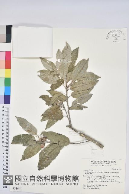 狹葉櫟藏品圖，第1張