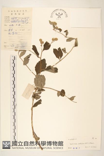 嶺南野菊藏品圖，第1張