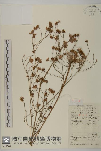 波斯菊、園庭金雞菊藏品圖，第1張