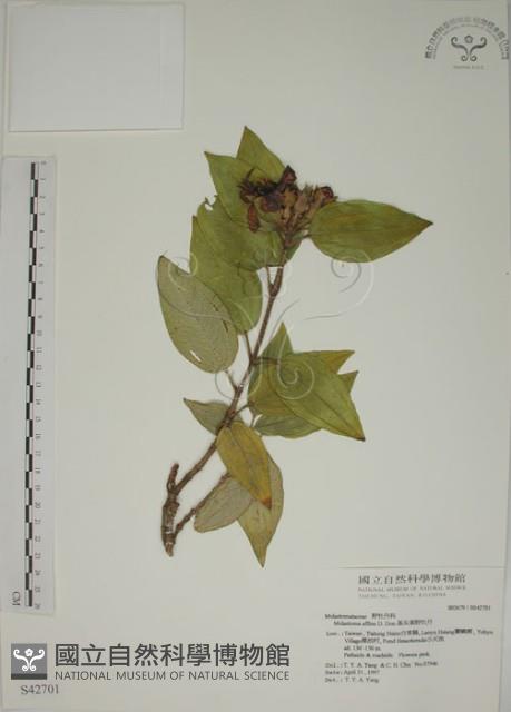 基尖葉野牡丹、蘭嶼野牡丹藏品圖，第1張