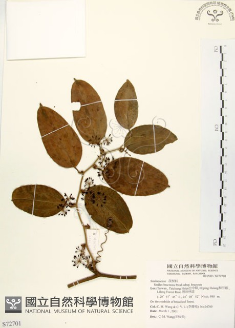 糙莖菝契、疣枝菝契藏品圖，第1張