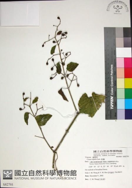 粉藤藏品圖，第1張