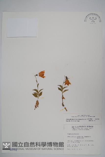 玉山沙參藏品圖，第1張