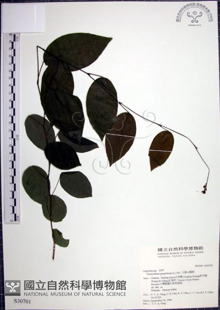 大葉山螞蝗藏品圖，第1張