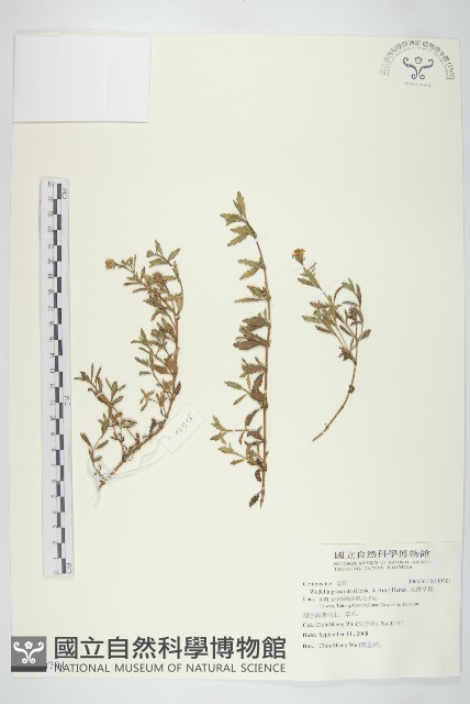 天蓬草舅藏品圖，第1張