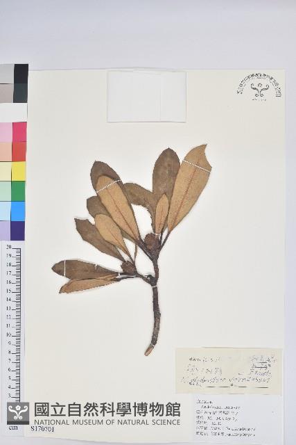 亮葉杜鵑藏品圖，第1張