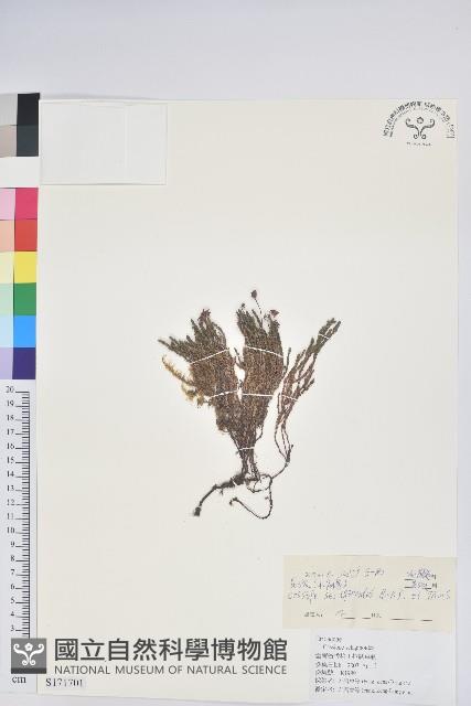 岩須藏品圖，第1張