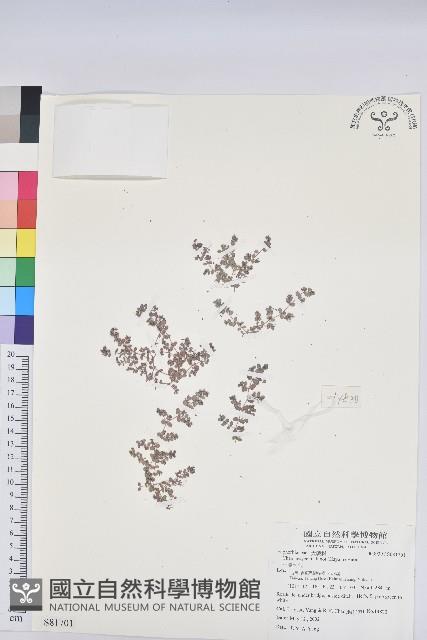 小葉大戟藏品圖，第1張