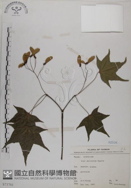 青楓藏品圖，第1張