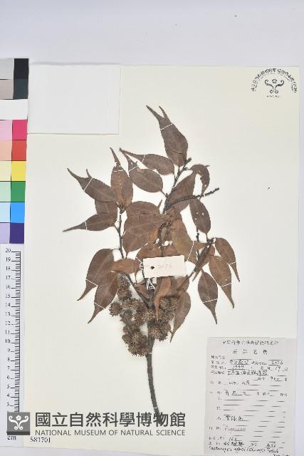 反刺苦櫧藏品圖，第1張