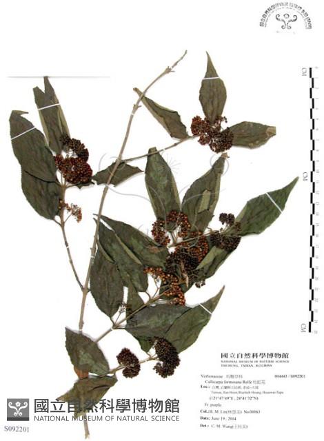 杜虹花，台灣紫珠藏品圖，第1張