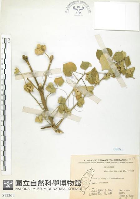 冬葵子藏品圖，第1張