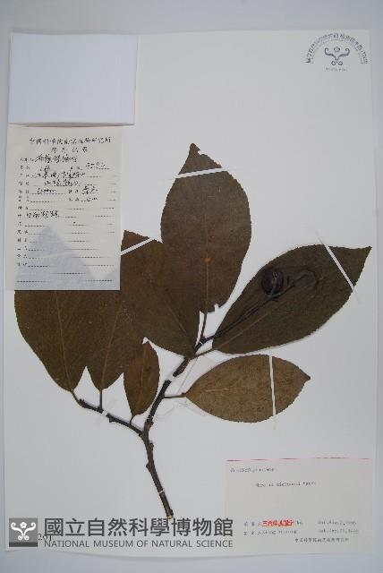 破布烏藏品圖，第1張