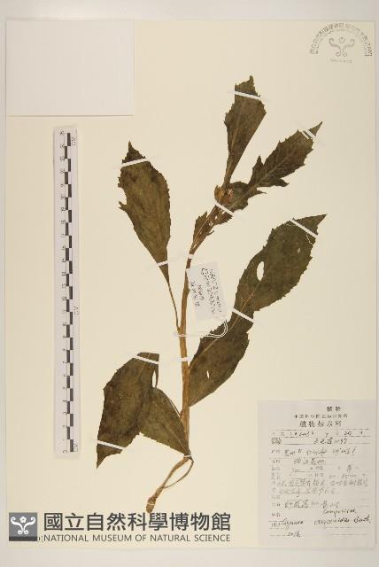野茼蒿藏品圖，第1張